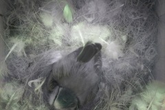 imagegrey025